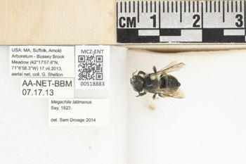 Media type: image;   Entomology 518883 Aspect: labels